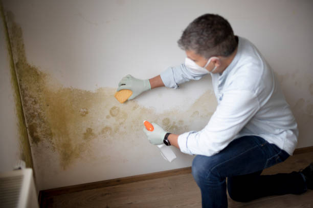 Best Comprehensive Air Testing for Mold Contaminants  in Ordway, CO